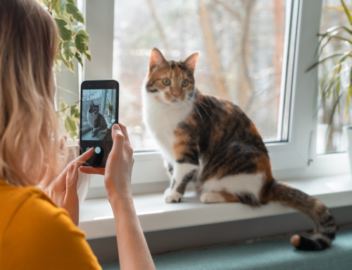 Ghid complet: Cum sa faci un video viral pe social media